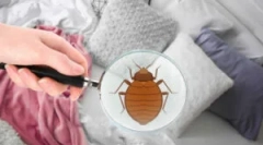 Скільки ліжок помилок живуть?